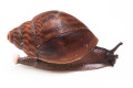 Achatina achatina (GB) juvenil